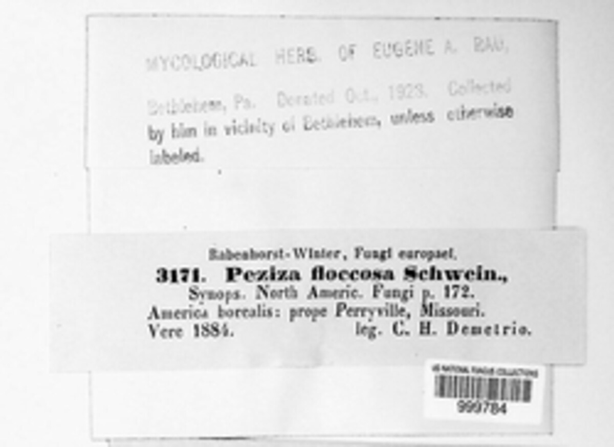 Peziza floccosa image